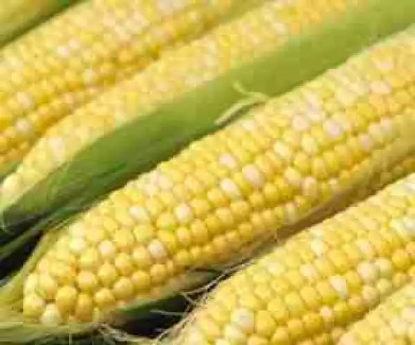 Married Man Sentenced To Prison For Stealing N1000 Corn In Ondo (Details)